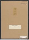 Fragilaria sp. (de-Toni-Nr.: Genus 73) Zeichnungen Sammlung Grunow Nr. 5723 (NHMW-BOT-W0374131)